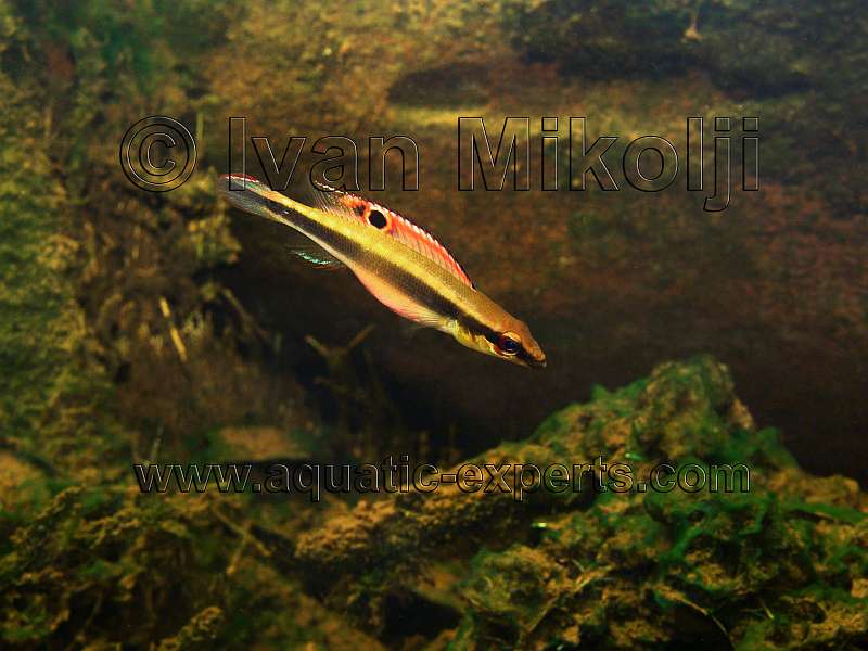 pike